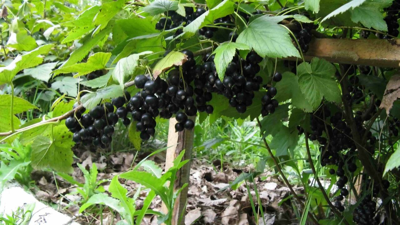 8 ложек под каждый куст — и смородина пойдет крупнее винограда и слаще меда: урожай придется собирать бочками Чтобы повысить урожайность смородины и защитить...