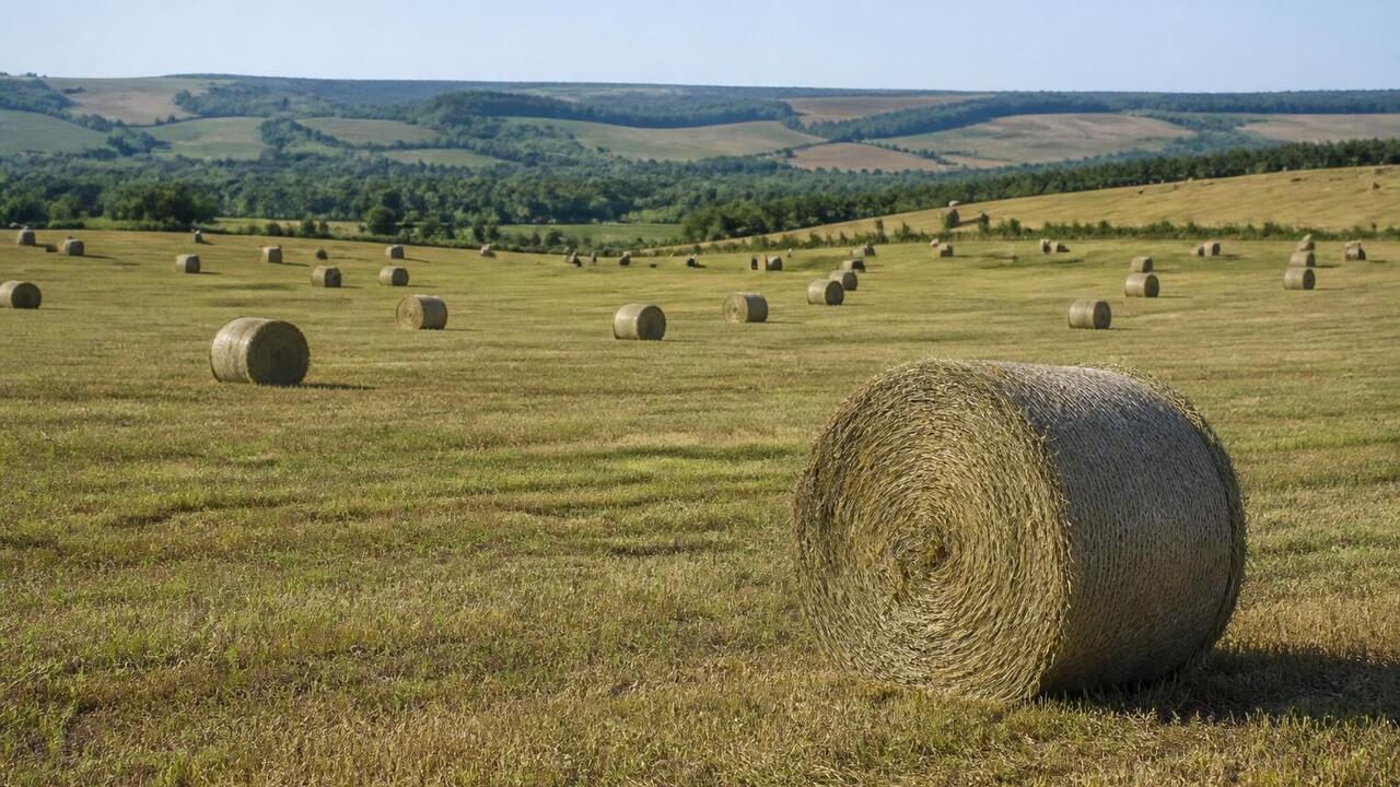 В Татарстане скошено 214 тысяч гектаров многоле...