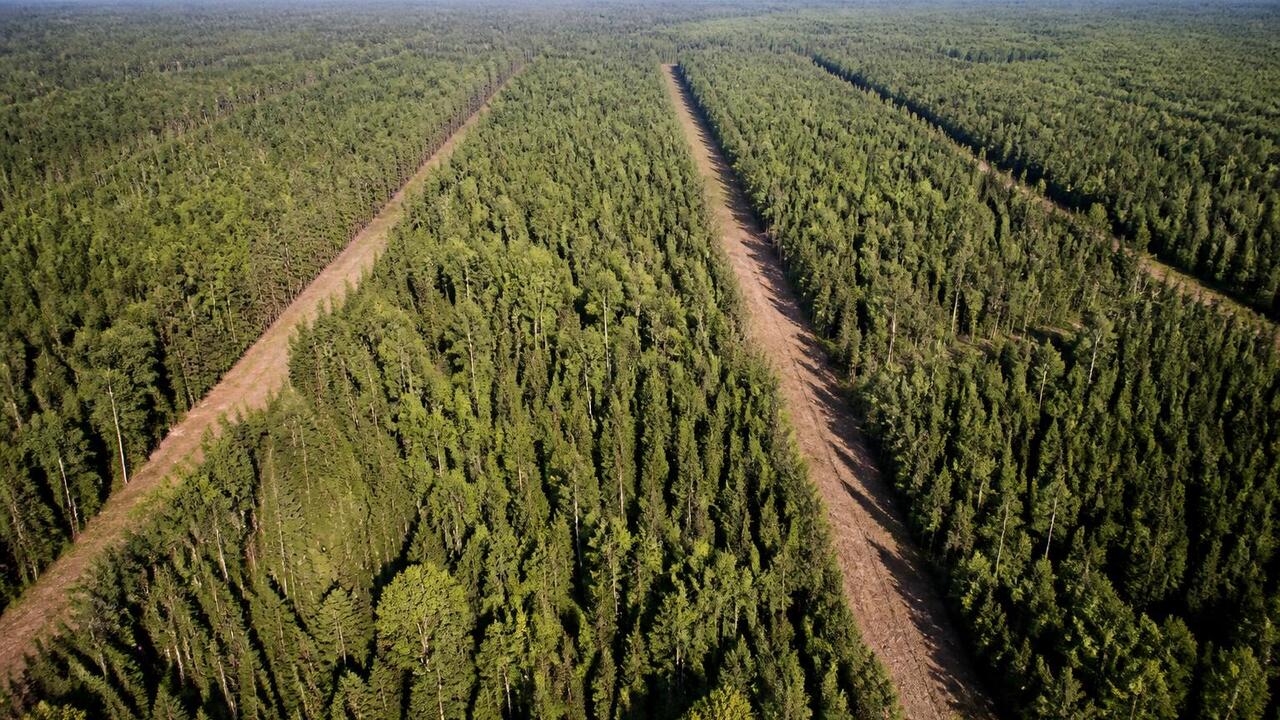 В лесах Татарстана обустроили почти 2,4 тыс. км противопожарных полос В лесах Татарстана обустроили почти 2,4 тыс. км...