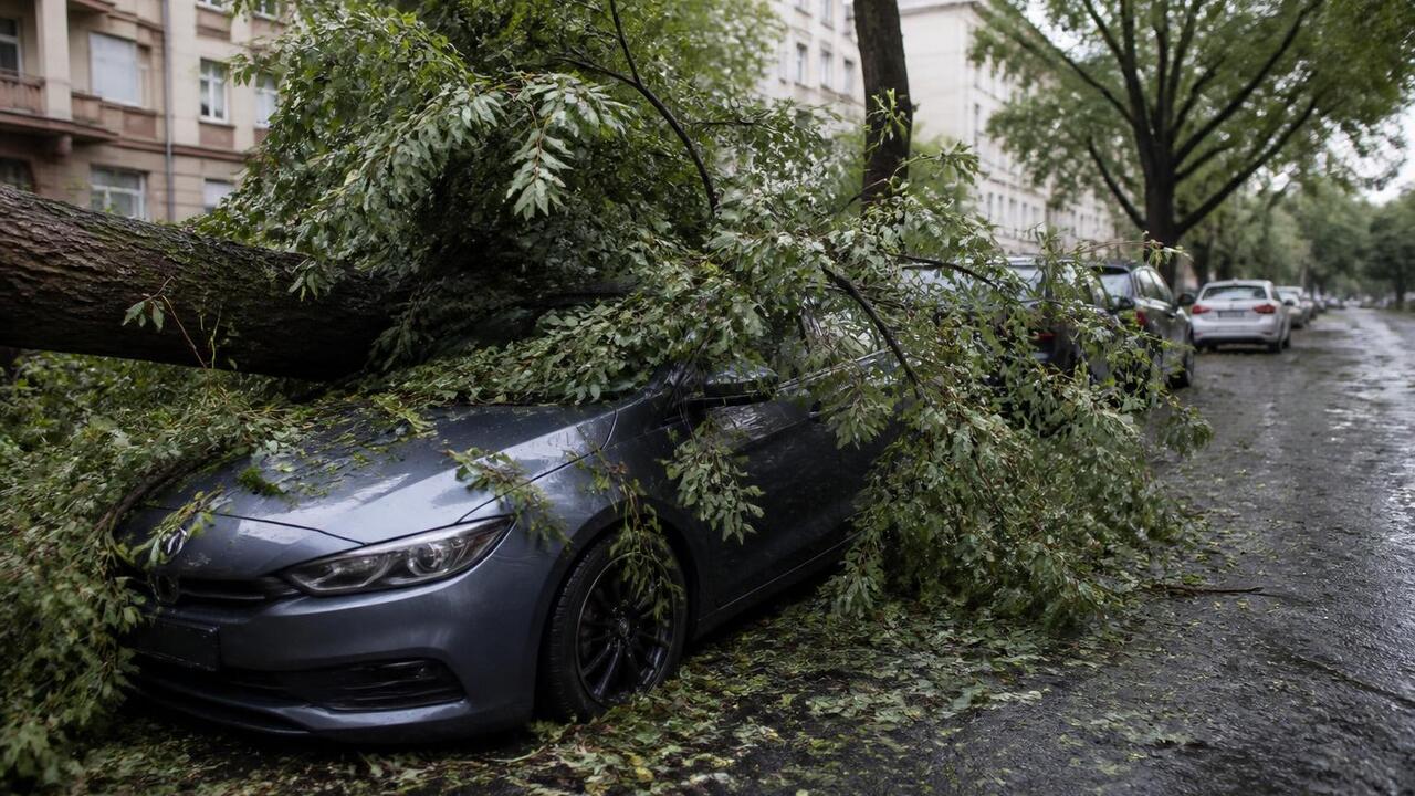 В Казани из-за сильного ветра упали пять деревь...