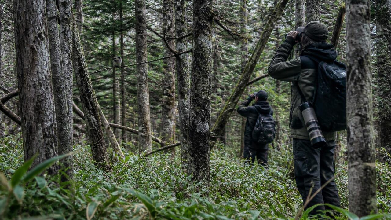 На Кунашире орнитологи МГУ описывают новые подвиды птиц Орнитологи МГУ завершили экспедицию на Кунашир,...