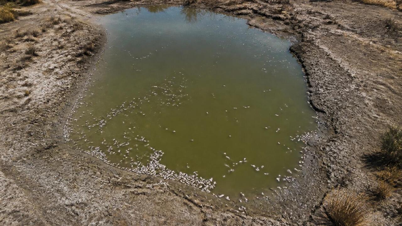Жара и слабый водообмен погубили рыбу в прудах Альметьевска В Альметьевске из-за жары и слабого водообмена ...
