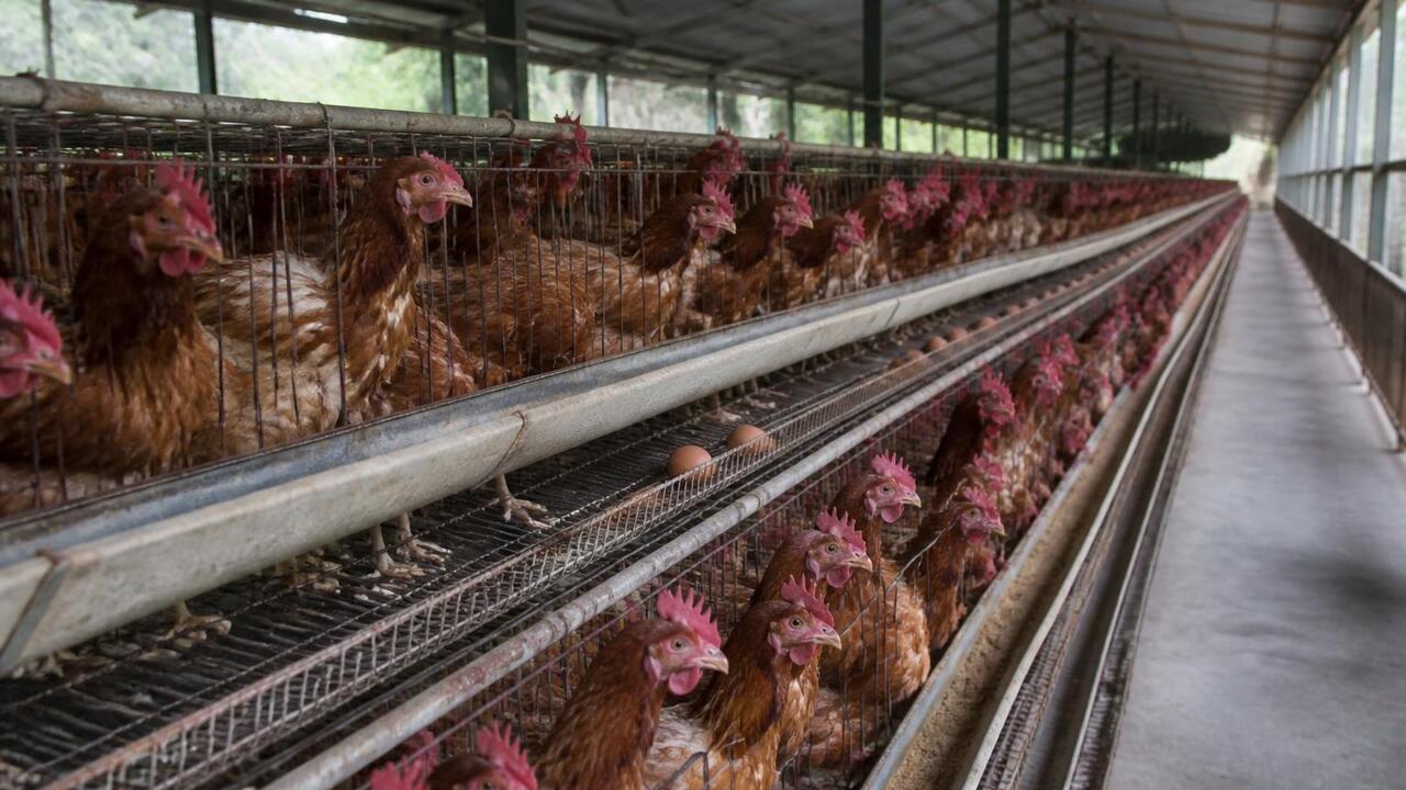 Производство курятины в России рухнуло на 5,8% в июне Производство птицы на убой в России сократилось...