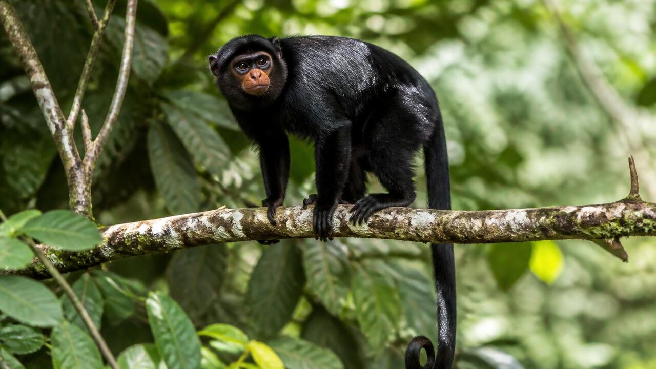 Новый вид обезьян Colobus congoenisis обнаружен в Конго Обнаружен новый вид обезьян Colobus congoenisis...