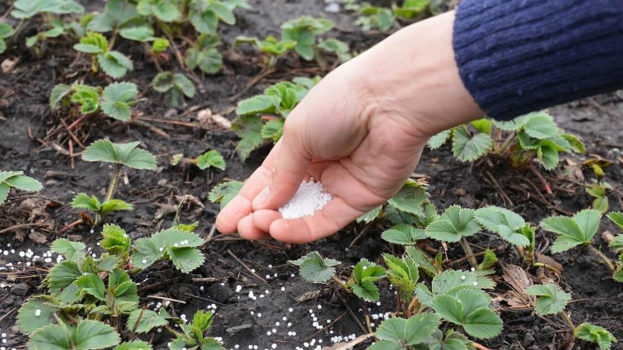 Увеличиваю урожай клубники на 80% народными средствами. 3 действенных способа от потомственного агронома Весной мои соседи не верили своим глазам: клубн...
