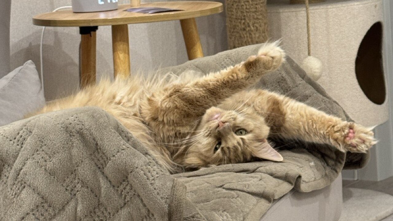 Кошки выглядят независимыми, но ночью часто ста...