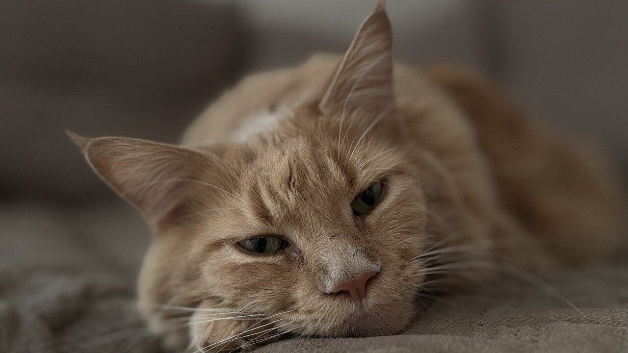 Цвет кошки и ваша жизнь связаны сильнее, чем кажется: тайное влияние, которое сложно игнорировать Оказывается, цвет кошки в доме может не только ...