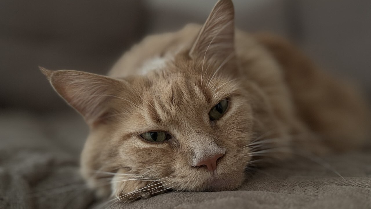 Многие владельцы кошек замечают: в семье из нес...