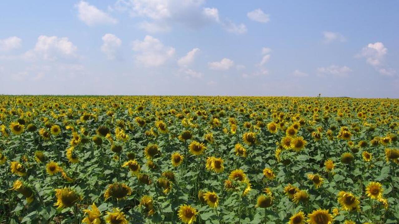 Роскачество раскрывает секреты: лучшее подсолнечное масло, которое стоит купить прямо сейчас В условиях растущего интереса к качественным пр...