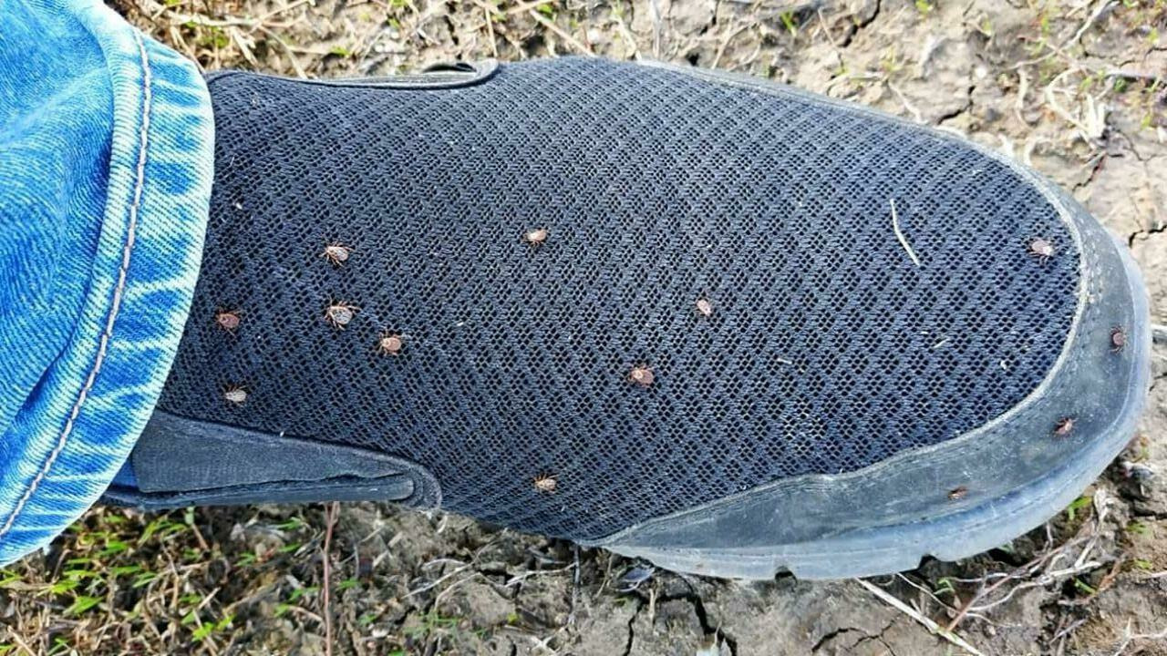 Клещи погибают молниеносно: недорогое средство защищает лучше всех покупных аэрозолей Летний сезон активирует не только природу, но и...