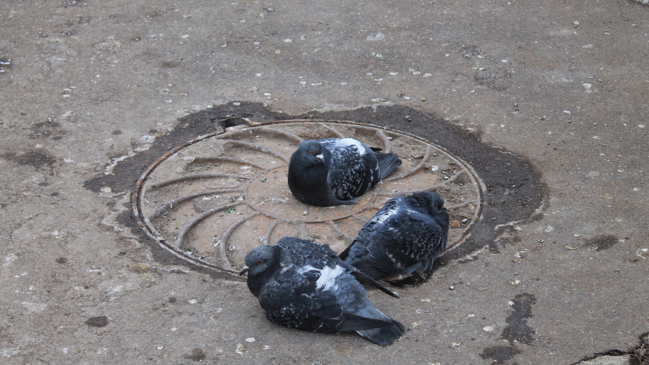 Синоптики бьют тревогу — ноябрь принесёт неожиданную аномалию в погоду Метеорологи опубликовали свежий прогноз на нояб...