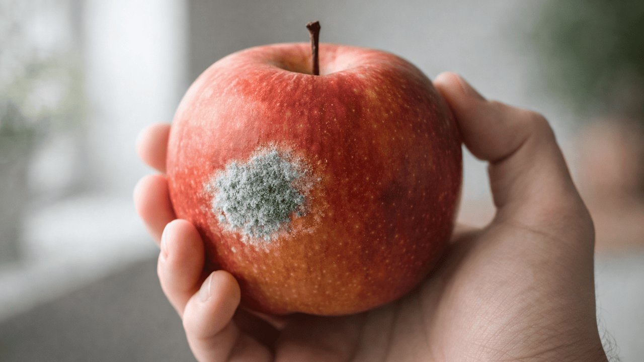 Маленькое пятнышко плесени на яблоке или ягодах...