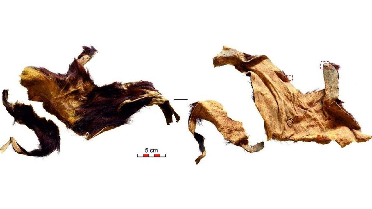 Учёные секвенировали ДНК из фрагментов выделанн...