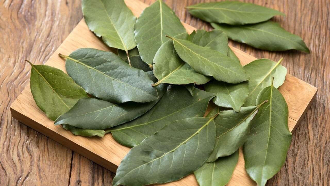 Лавровый лист — популярная кулинарная приправа,...