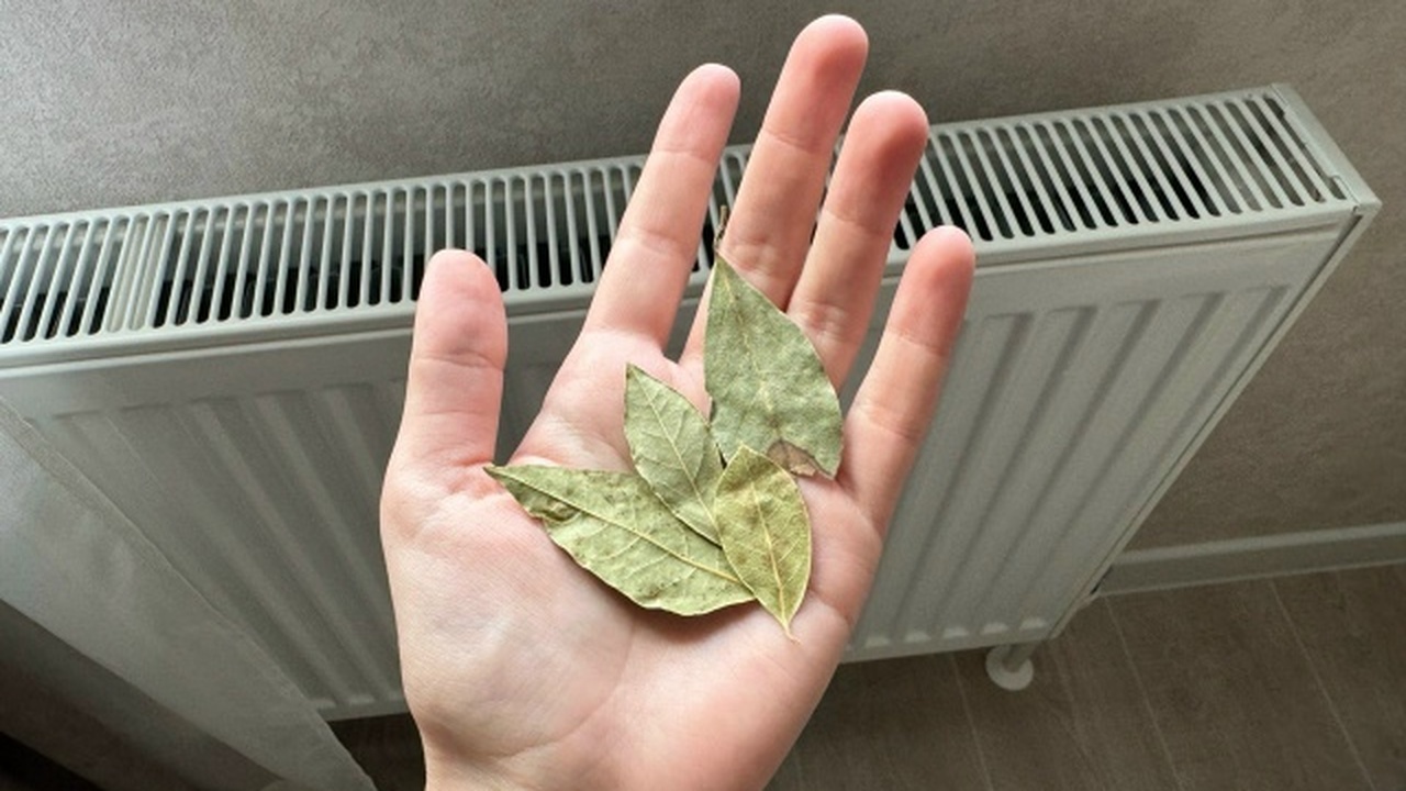 Обычный лавровый лист, который многие использую...