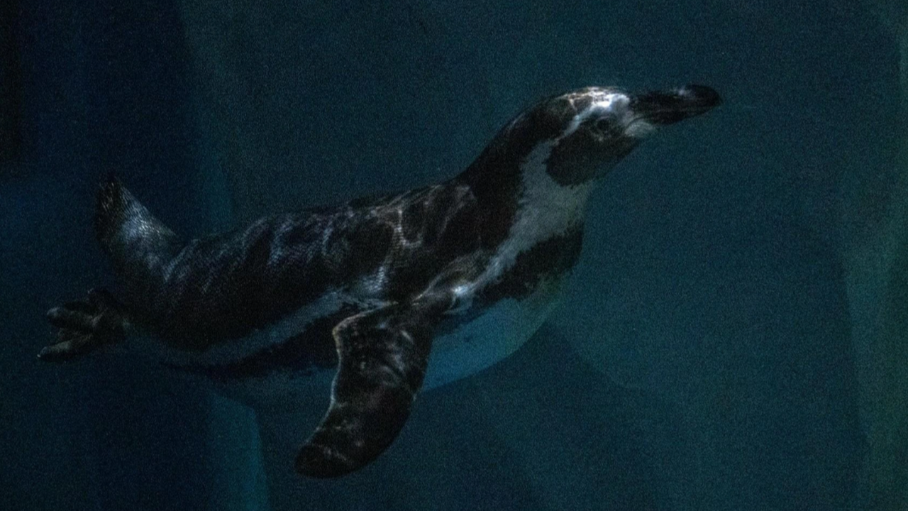 Три редких пингвина прибыли из Владивостока в Казань Трёх пингвинов Гумбольдта, относящихся к редком...