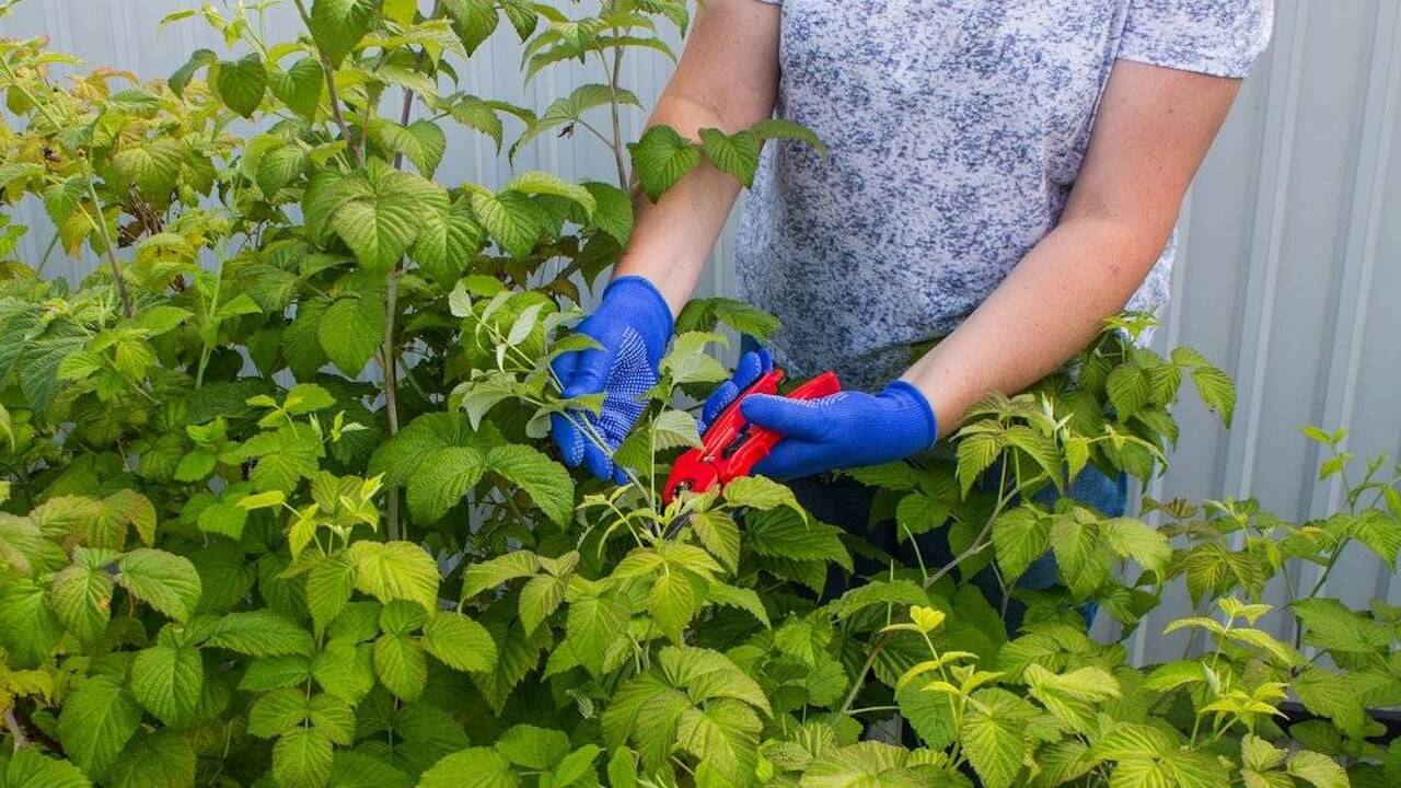 Обрезка малины на зиму: удобная схема, которая удвоит урожай в следующем году Когда с кустов собраны последние ягоды, многие ...