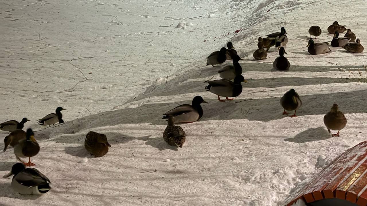 Вечером в Казани пройдёт дождь со снегом Сегодня, 13 января, основным событием погоды ст...