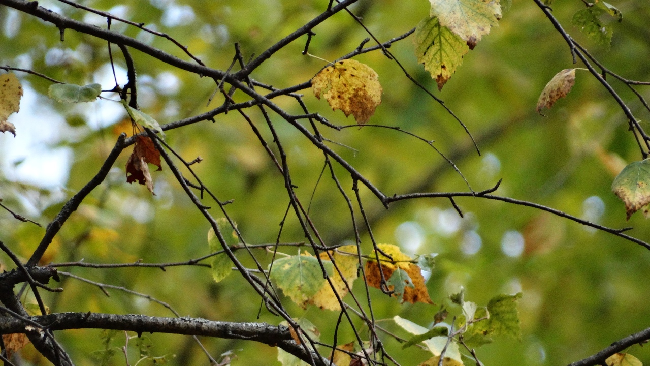 После короткого зимнего вторжения в столичный р...