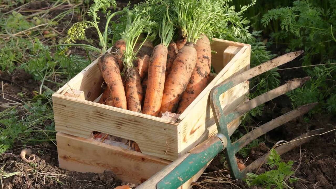 Подходящее время для уборки: как сохранить морковь и свеклу до весны Сбор овощей в конце сезона — важный этап, от ко...