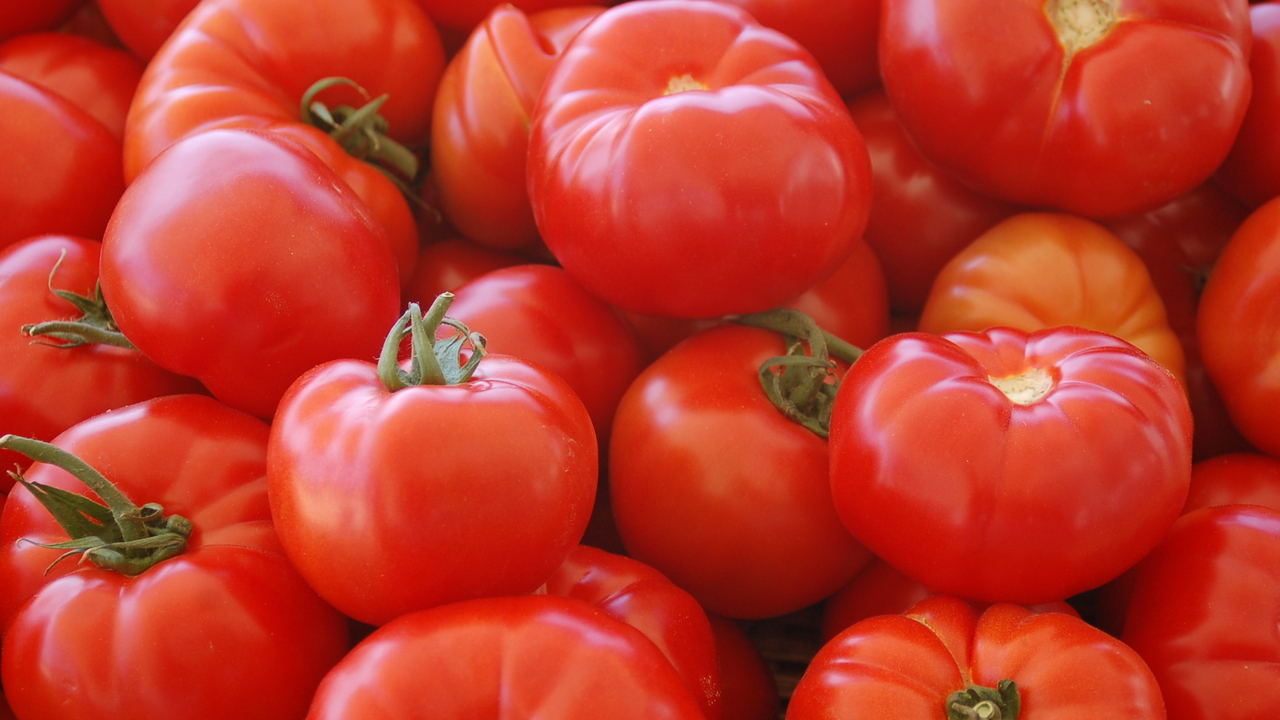 Не сорт, а сокровище: эти томаты не боятся ни холода, ни стресса — дачники моментально скупают семена пачками Когда лето выдается холодным и пасмурным, больш...