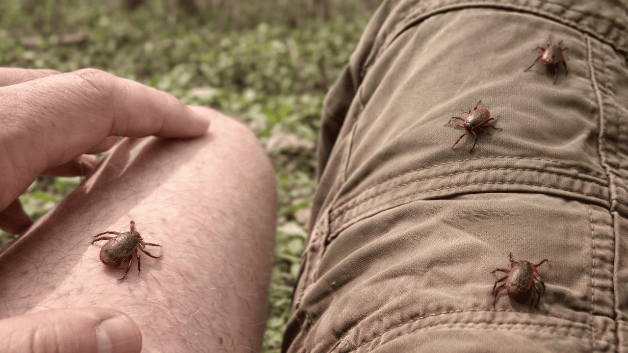 Сообщается, что сезон активности клещей в Росси...