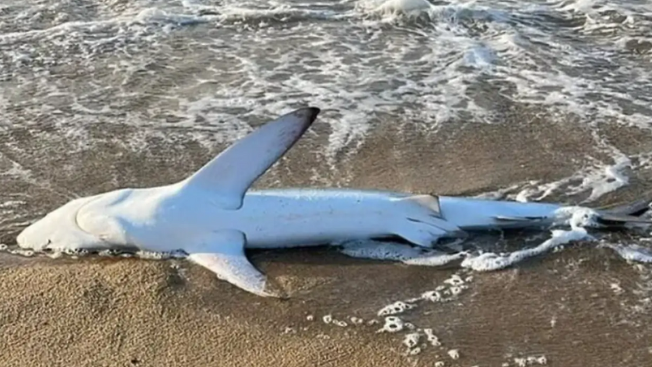 На побережье Испании было обнаружено тело редко...