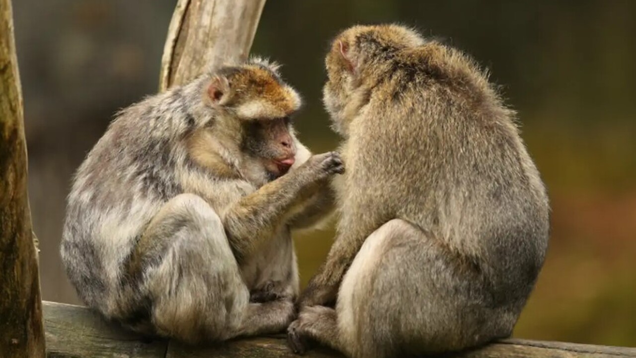 Немецкие ученые зафиксировали уникальный случай...