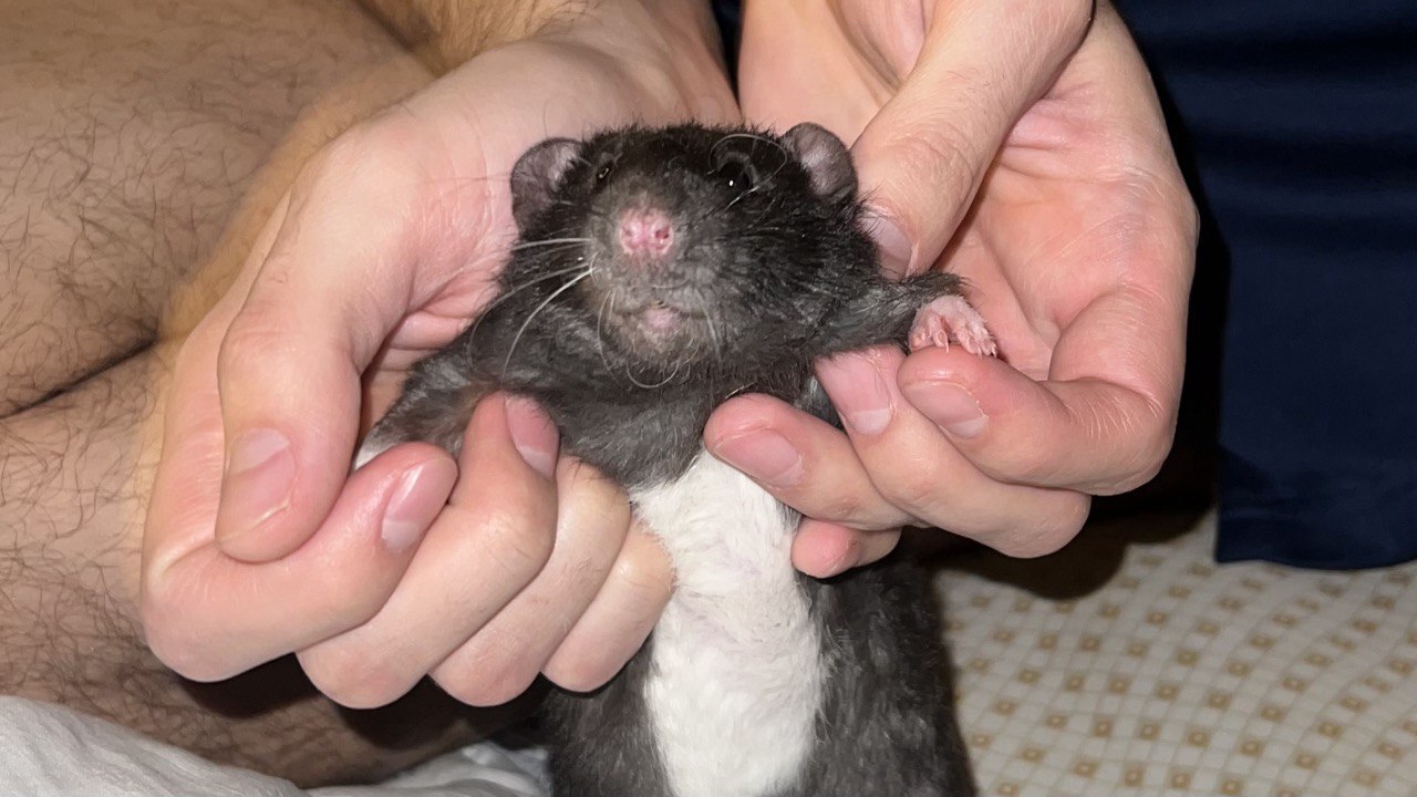 По данным «Татар-информ», ссылающегося на Роспо...