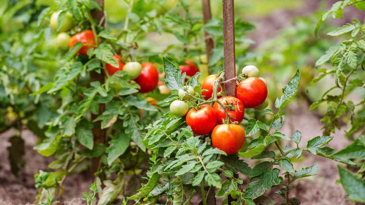 За этими томатами гоняются дачники: гроздья по 20 плодов и вкус, как у мёда Многие дачники заблаговременно начинают подгото...