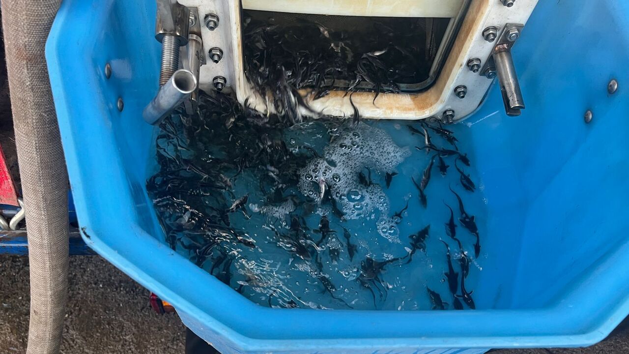 Три выпуска мальков ценных пород рыб организова...