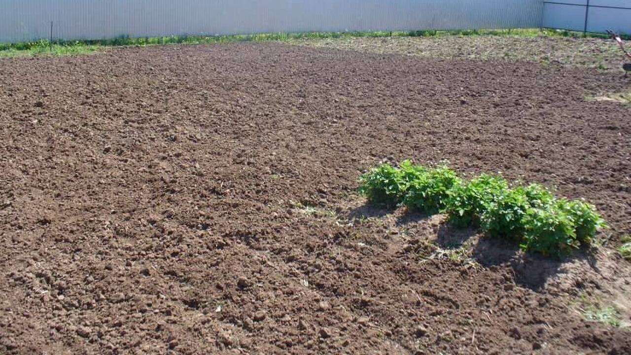 Лучший секрет богатого урожая: что надо сажать после картошки, чтобы земля отдыхала и богатела С наступлением осени, когда солнце садится всё ...