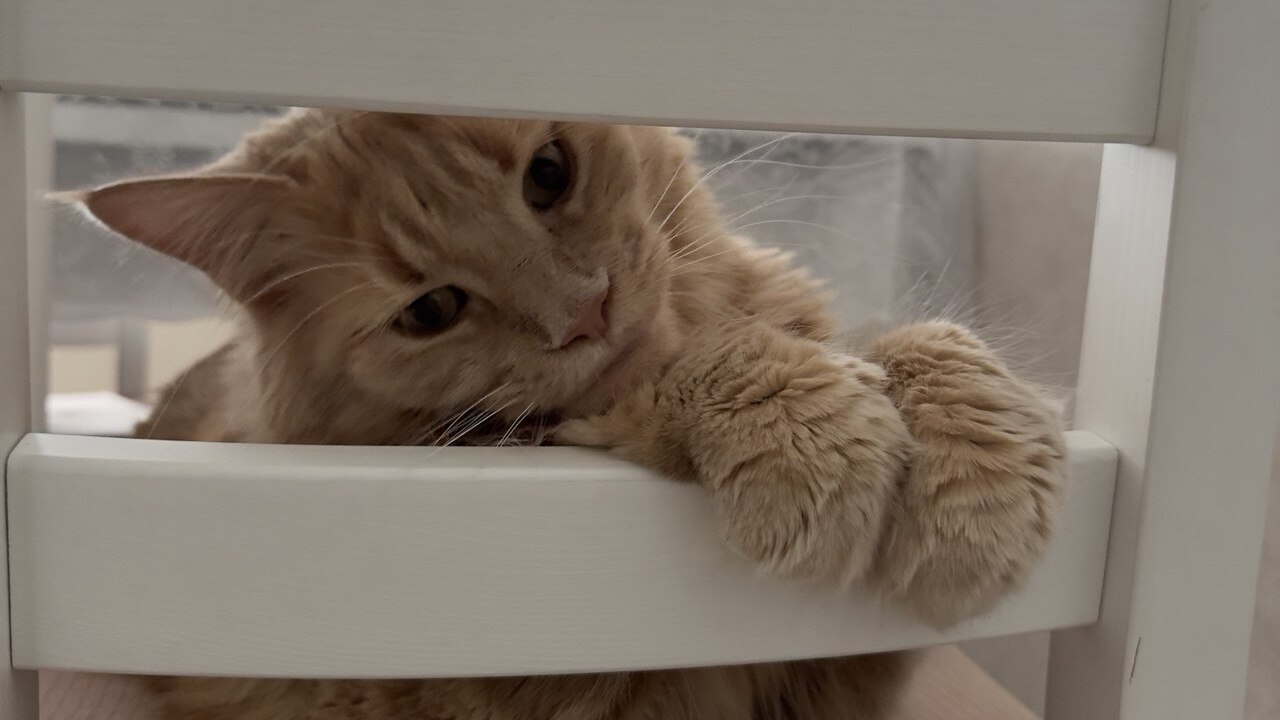 Слухи о запрете кошек в квартирах с 2026 года н...