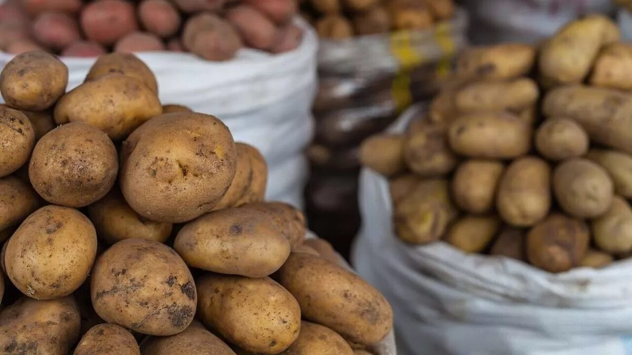 "Стоит уже как импортный продукт": почему дорожает картошка в России, откровения агрария Картофель всегда был символом русской крестьянс...