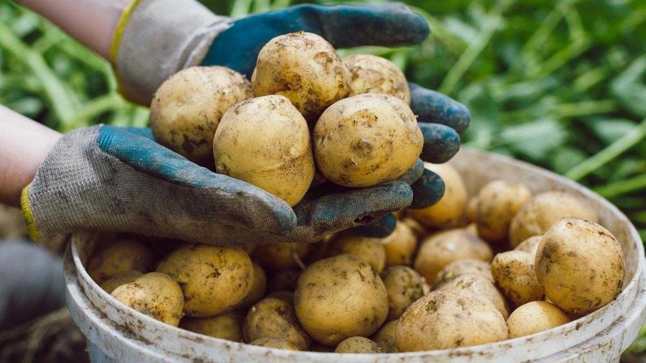 Уборка картофеля завершена — но для огородника ...