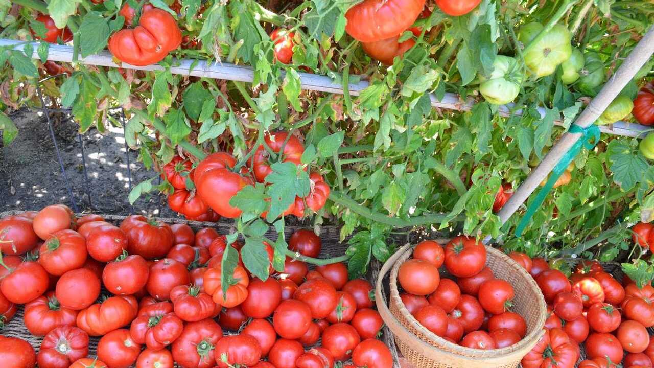 Даю соду томатам с 30 мая - урожай попрет как танк: по 11-13 кг плодов с каждого кустика Пищевая сода — эффективное и безопасное средств...