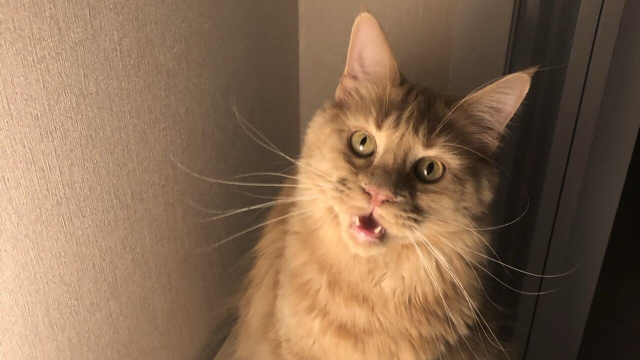 Кошка бросается на ноги и кусает — ошибка хозяев, которая всё усугубляет Внезапный бросок из-за угла, обхват лапами и ук...