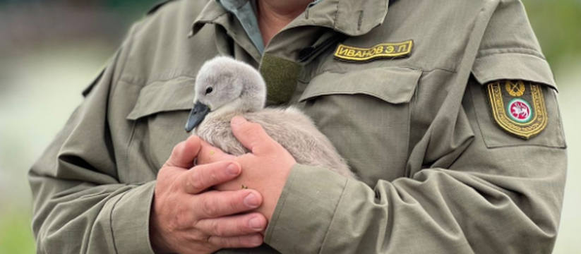 В Нижнекамске спасли одинокого лебеденка на озере