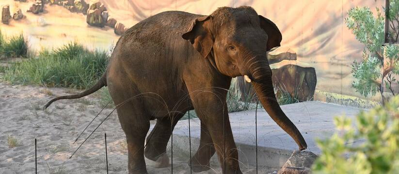 А ты купи слона: стало известно во сколько обошелся слон для Казанского зооботсада