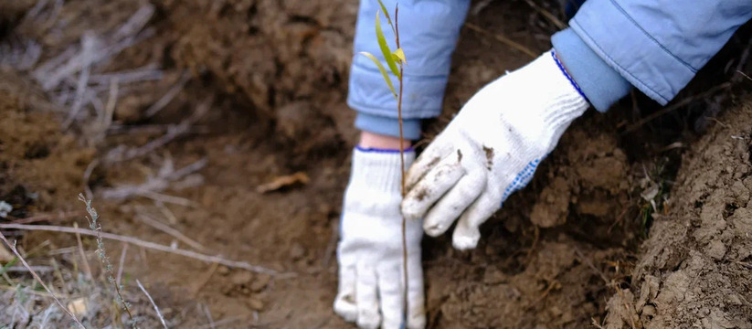 Tele2, российский оператор мобильной связи, совместно с некоммерческой организацией «Русский климатический фонд» запускает экологический проект по высадке деревьев. 