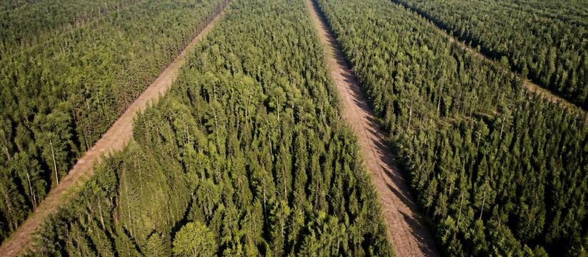 В лесах Татарстана обустроили почти 2,4 тыс. км...