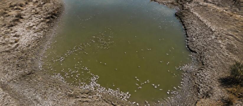 Жара и слабый водообмен погубили рыбу в прудах Альметьевска В Альметьевске из-за жары и слабого водообмена ...