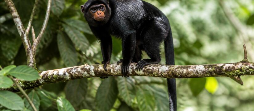Обнаружен новый вид обезьян Colobus congoenisis...