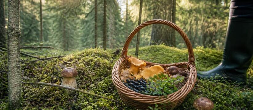 В России осваивается менее четверти урожая дико...