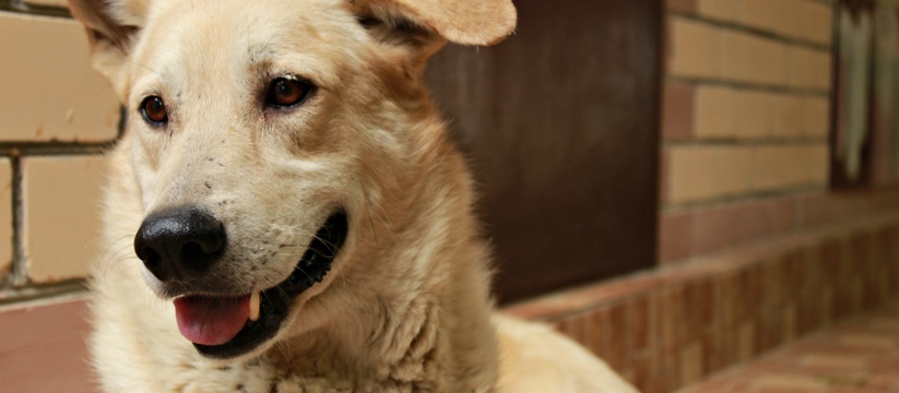 В этом году в разных районах Казани планируют построить четыре площадки для выгула собак