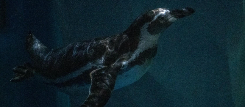 Трёх пингвинов Гумбольдта, относящихся к редком...