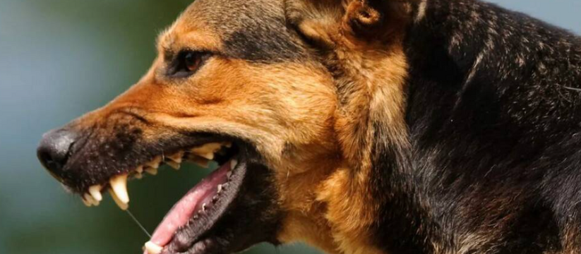 Собака, которая в Татарстане покусала троих детей, оказалась бешеной