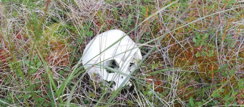 "Вот так находка": грибники нашли в лесу череп и женские красные трусы