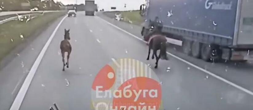В Татарстане на трассе М-7 заметили пьяного «ковбоя» верхом на лошади