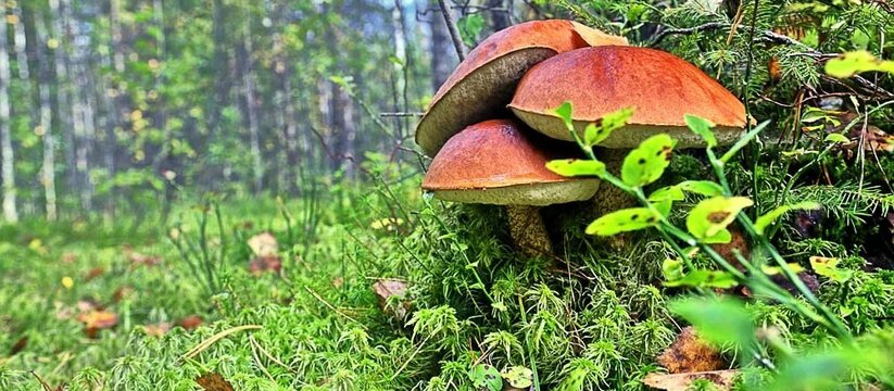 Лесники Татарстана рассказали, почему в лесах республики пропали грибы